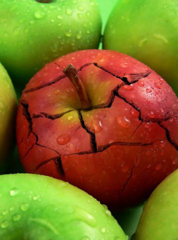 Don't be a bad apple! Study English at CCLS!