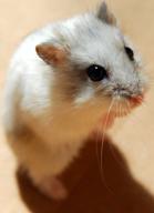 Hamster_1_4717.jpg