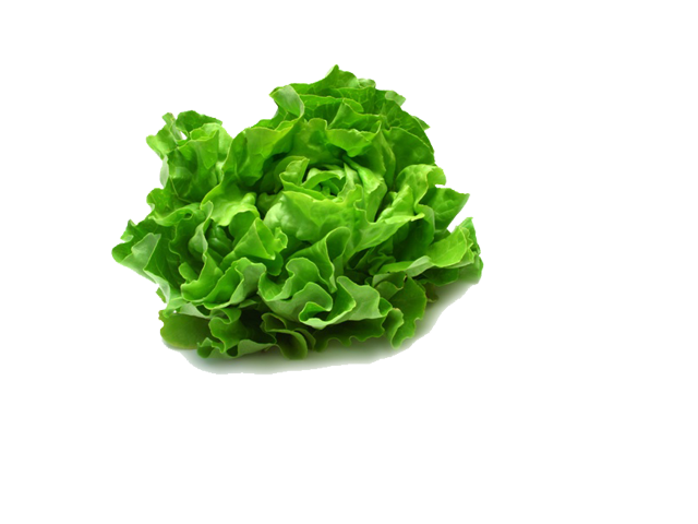 LETTUCE