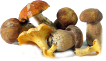 MUSHROOMS