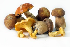 Mushrooms_1.jpg