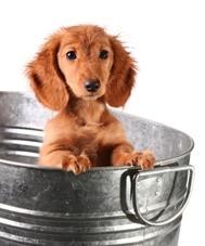 Puppy_in_bucket_1.jpg